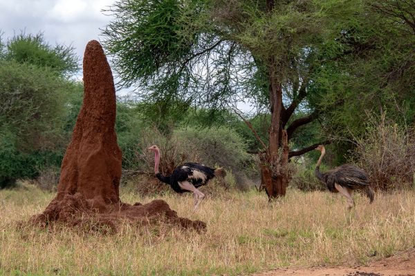 9 Days Midrange Safari + Cultural Experience