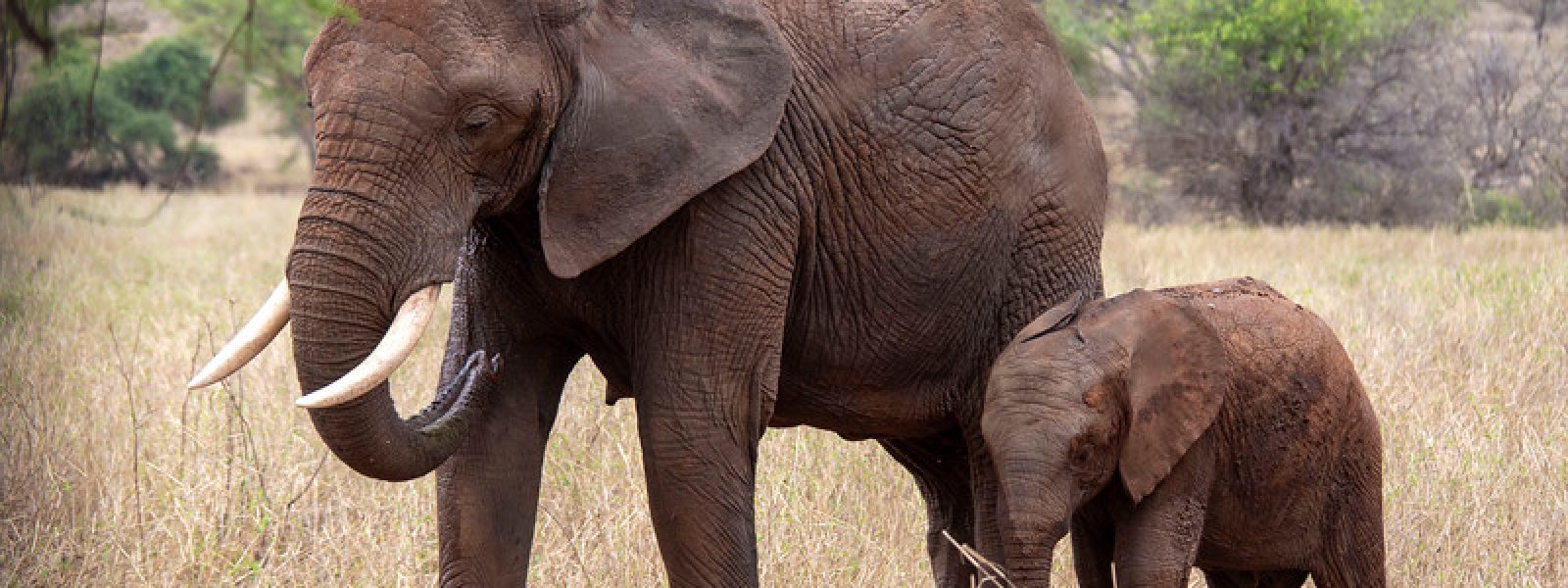 Tarangire National Park