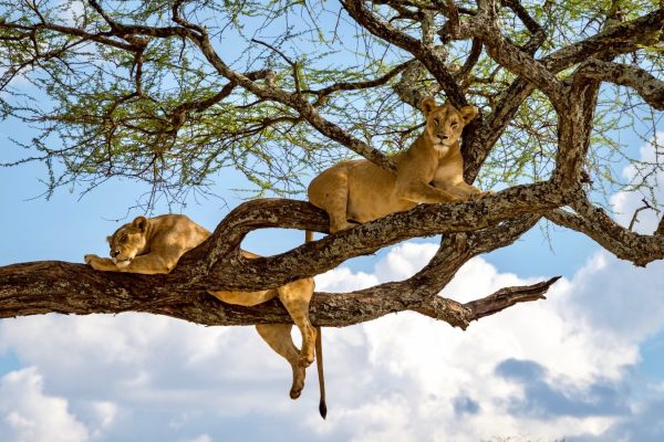 4 Days Midrange Tanzania Safari