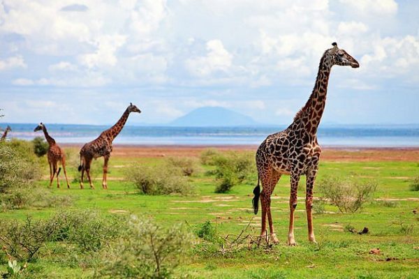4 Days Luxury Tanzania Safari