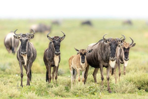 7 Days Luxury Tanzania Safari Calving Season