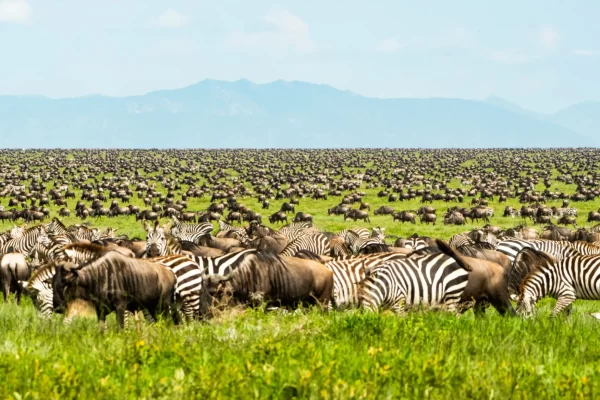 6 Days Luxury Tanzania Safari