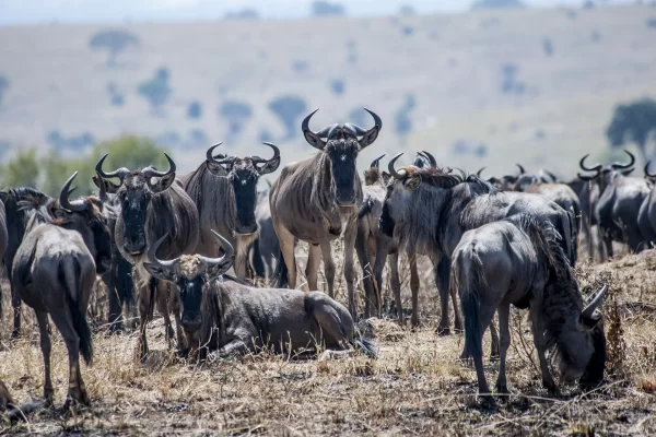 6 Days Midrange Tanzania Safari