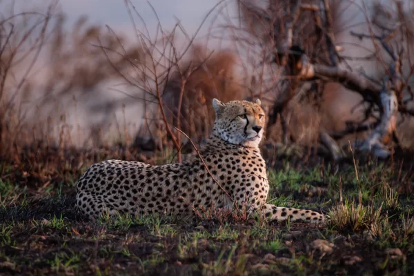 5 Days Midrange Tanzania Safari
