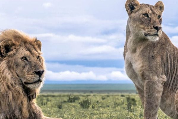 14 Days Luxury Honeymoon Safari + Beach