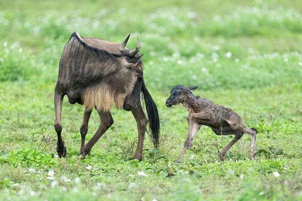 7 Days Midrange Tanzania Safari Calving Season