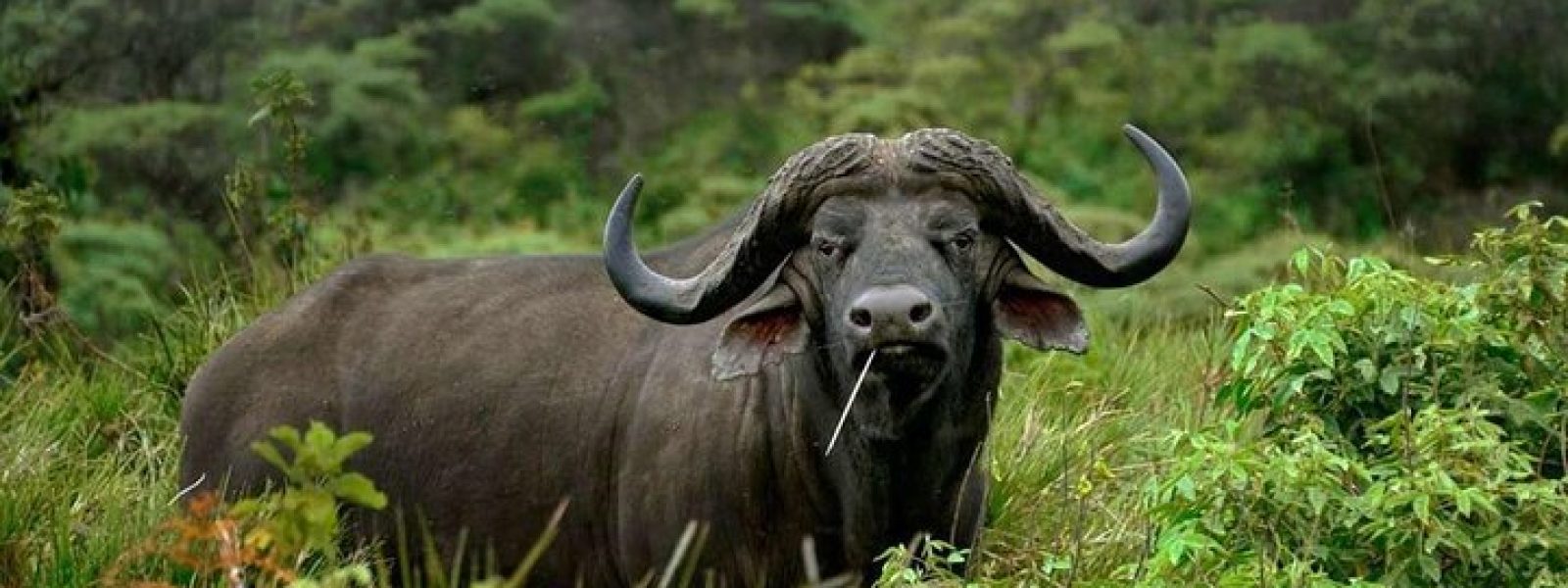 Arusha National Park